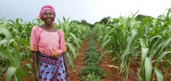 The Untold Success Story: Agroecology in Africa Addresses Climate Change, Hunger, and Poverty