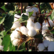 Monsanto faces strong opposition to GM cotton from Malawi civil society