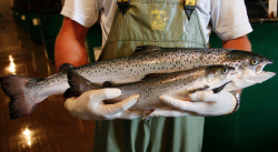 Genetically Engineered Salmon Approved for Consumption