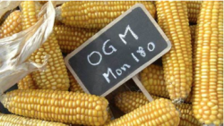 Wales bans GM crops ‘to protect organic farming’